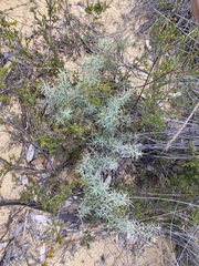 Persoonia acicularis