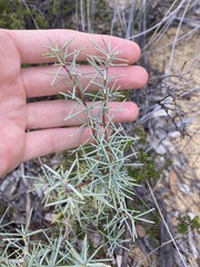 Persoonia acicularis