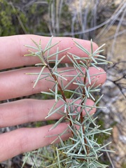 Persoonia acicularis