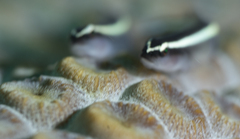 Elacatinus prochilos