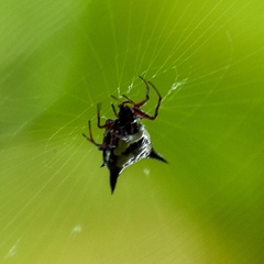 Micrathena cubana