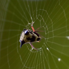 Micrathena cubana