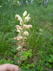 Pedicularis uralensis