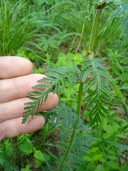 Pedicularis uralensis