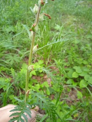 Pedicularis uralensis