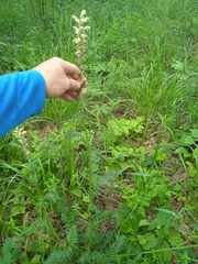 Pedicularis uralensis