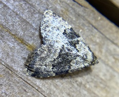 Dyspyralis illocata