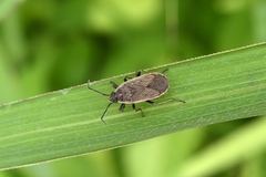 Pyrrhocoris sibiricus
