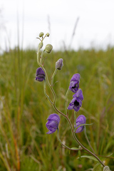 Aconitum delphiniifolium