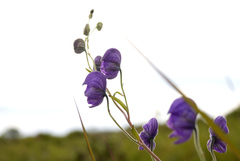 Aconitum delphiniifolium