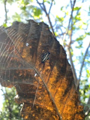 Gasteracantha westringi