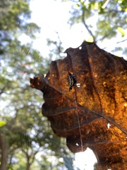 Gasteracantha westringi