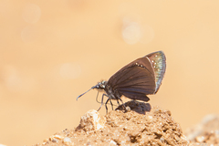 Pholisora mejicanus