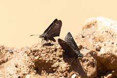 Pholisora mejicanus