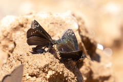 Pholisora mejicanus