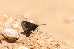 Pholisora mejicanus