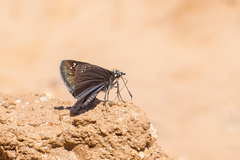 Pholisora mejicanus