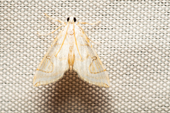 Neurophyseta