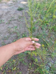 Artemisia macilenta
