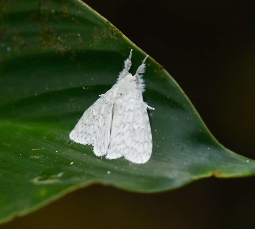 Tussock Moths from Dosdewa Khasi Village, Katamoni,788728, Assam 788728 ...