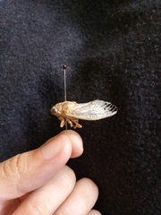 Clidophleps beameri