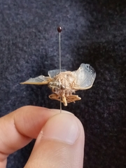 Clidophleps beameri