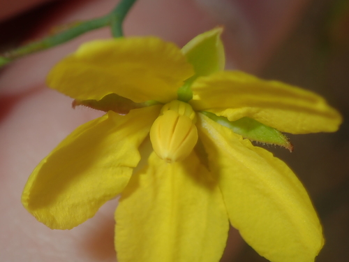 Image of Hibbertia conspicua by (c) Thomas Mesaglio, some rights reserved (CC BY)