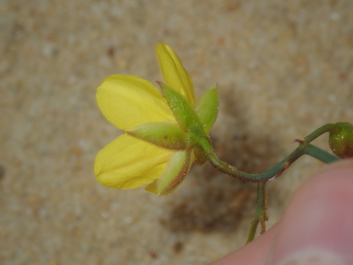 Image of Hibbertia conspicua by (c) Thomas Mesaglio, some rights reserved (CC BY)