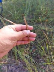 Elymus dahuricus
