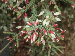 Darwinia pauciflora