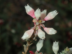 Darwinia pauciflora