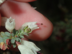 Darwinia pauciflora