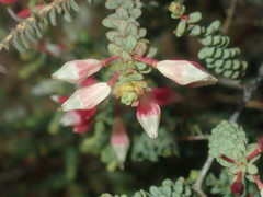 Darwinia pauciflora