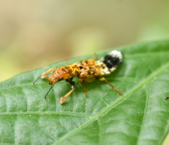 Rhyncocheilus aureus