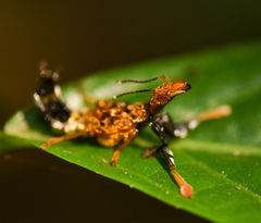 Rhyncocheilus aureus