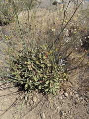 Eriogonum grande