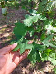 Crataegus dahurica