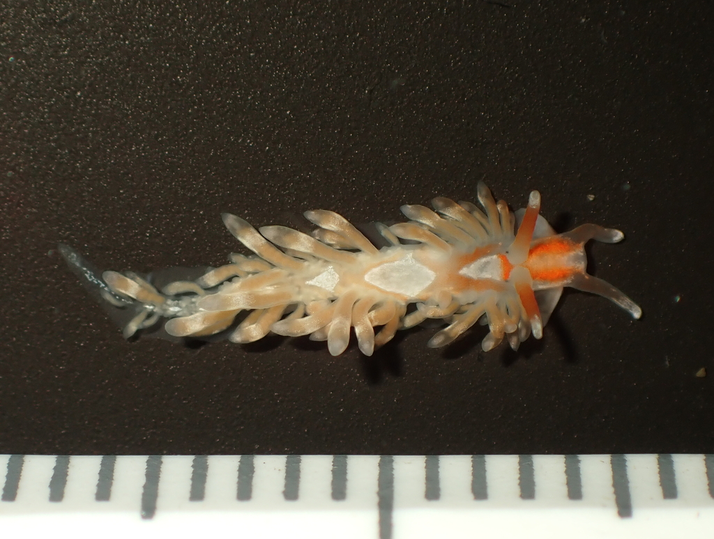 Anteaeolidiella lurana