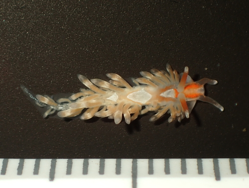 Anteaeolidiella lurana