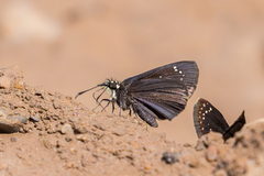 Pholisora mejicanus