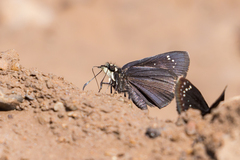 Pholisora mejicanus