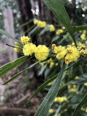 Acacia leprosa uninervia
