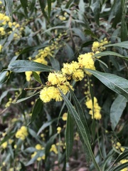 Acacia leprosa uninervia