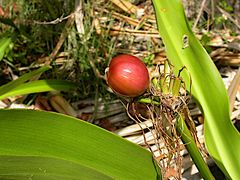 Crinum pedunculatum
