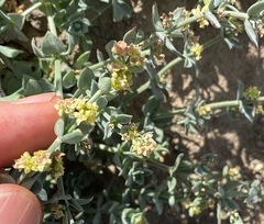 Galium grayanum grayanum