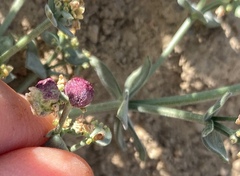 Galium grayanum grayanum