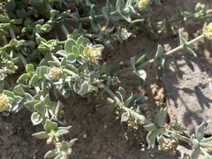 Galium grayanum grayanum