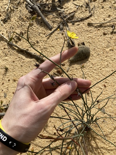 Image of Hibbertia conspicua by (c) Thomas Mesaglio, some rights reserved (CC BY)