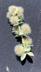 Galium grayanum grayanum