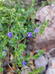 Scutellaria potosina